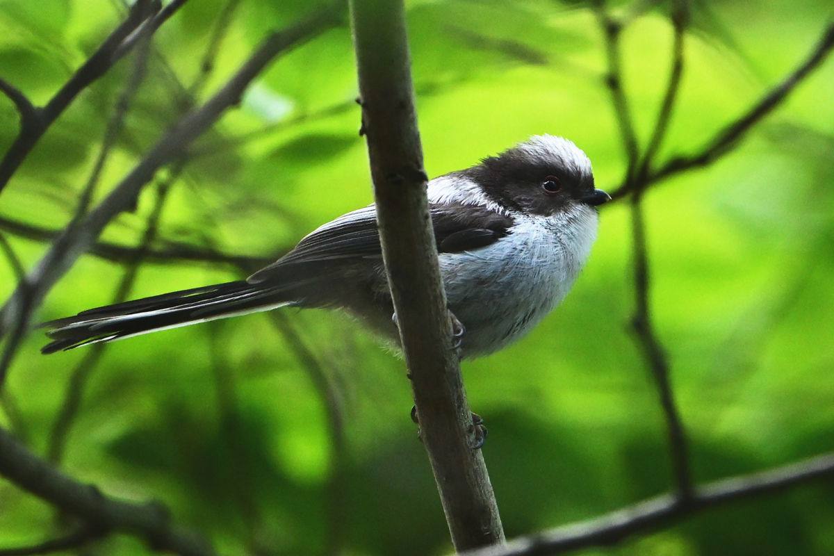 Z7と500 レンズで野鳥を撮る Chikune S Blog