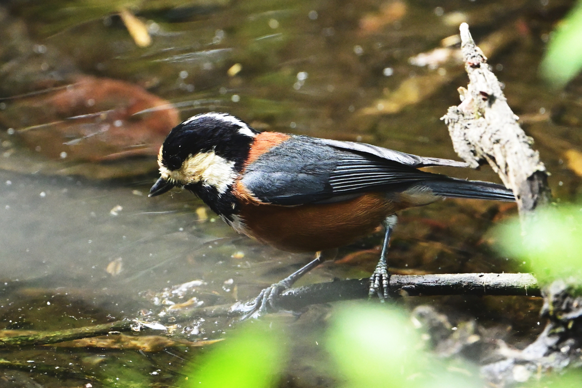 Z7と500㎜レンズで野鳥を撮る。 - chikune's blog