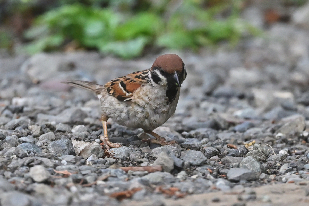 スズメ 81168.jpg?width=1024&height=