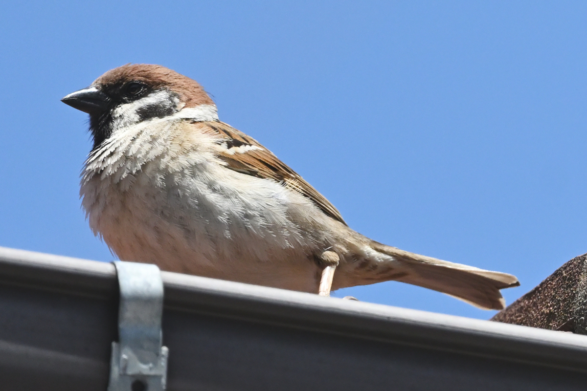 スズメ backend=imagemagick;version=1;