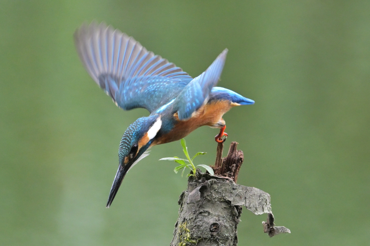 泉の森(神奈川県大和市)でカワセミを撮る - chikune's blog