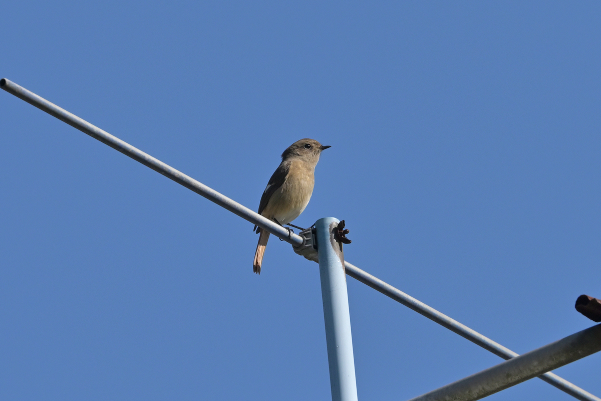 f:id:chiku-revo:20211109223729j:plain