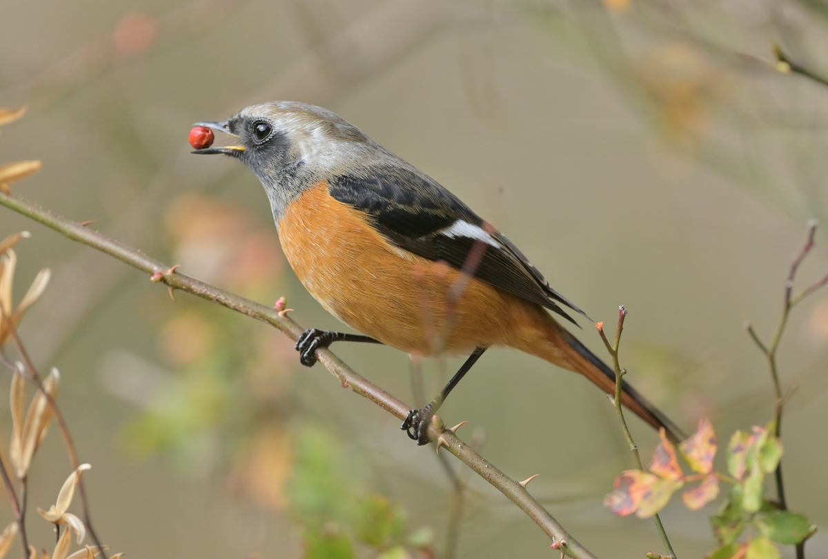 オレンジ色の野鳥、ジョウビタキ（オス）とヤマガラの違い