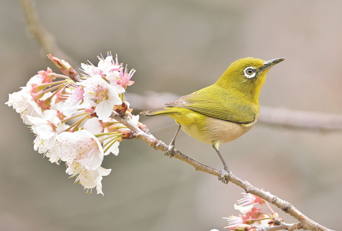 神奈川県大和市「ふれあいの森」でサクジローに出会う。 - chikune's blog
