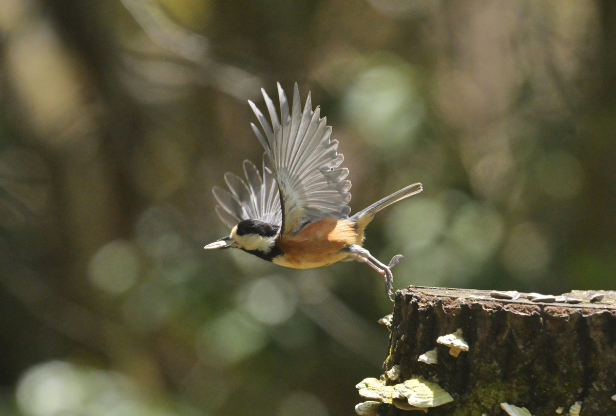 オレンジ色の野鳥、ジョウビタキ（オス）とヤマガラの違い