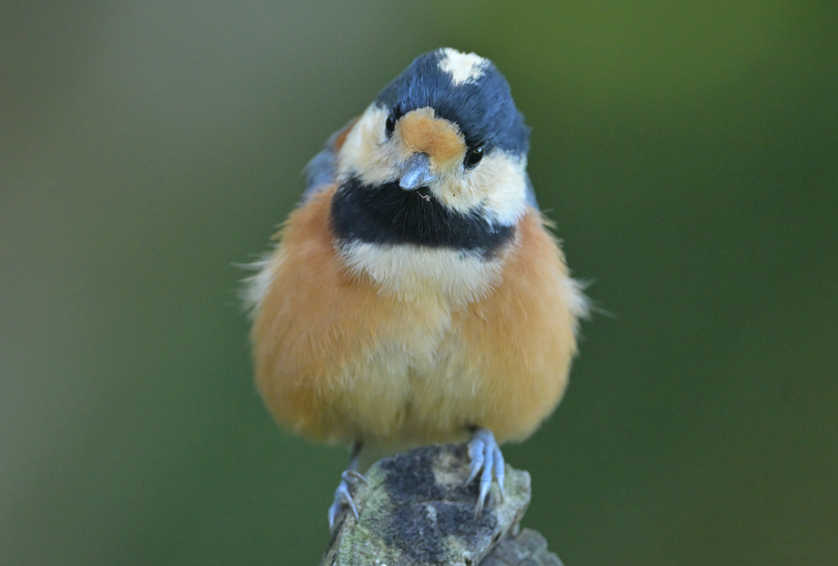 コーヒーヤロウ　ジョウビタキ（オス）　野鳥　ヤマガラ オレンジ色の野鳥、ジョウビタキ（オス）とヤマガラの違い
