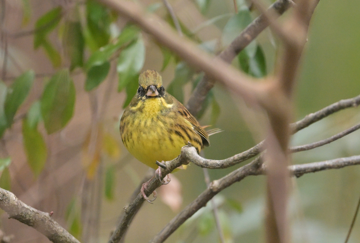 黄色い鳥 Amazon | Yデパートセンター55® 叫ぶニワトリ 黄色い鳥 シャウティング
