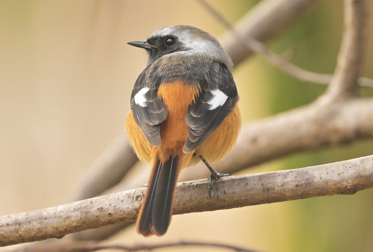 オレンジ色の野鳥、ジョウビタキ（オス）とヤマガラの違い