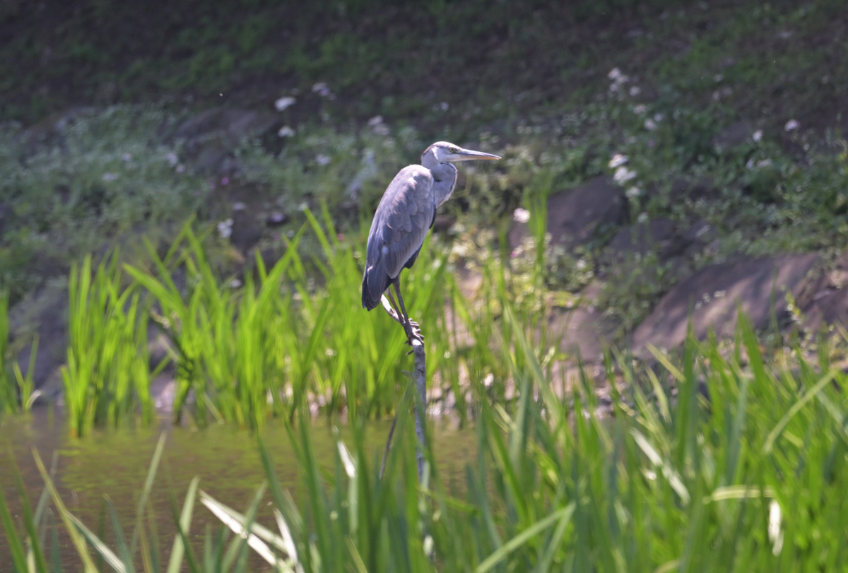 止まり木で休息するアオサギ - chikune's blog