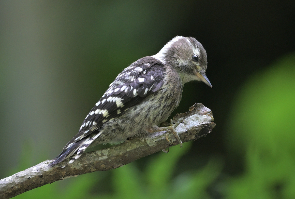 コゲラに癒される。 - chikune's blog