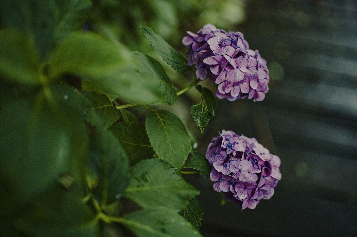 6月になると、例にもれず紫陽花を撮っている。 - chikune's blog