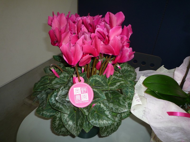 f:id:chikujo-k:20151204153502j:image:w440