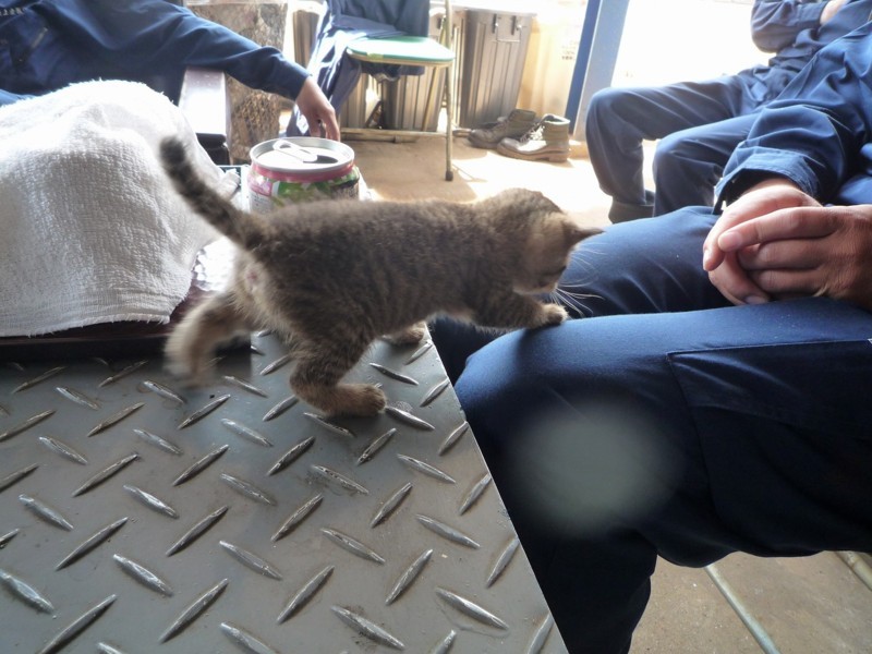 f:id:chikujo-k:20170530153123j:image:w440