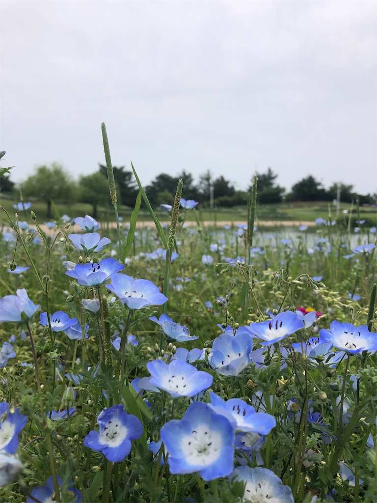 f:id:chikusan_rhot:20210529083102j:image