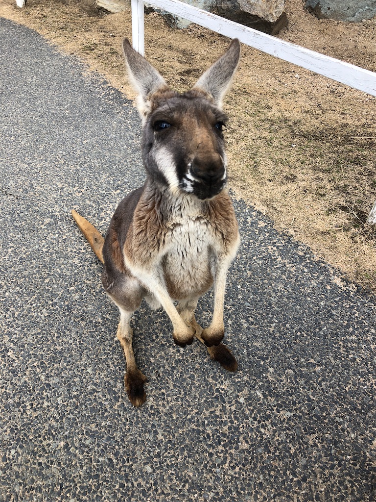 f:id:chikusan_rhot:20210612223951j:image