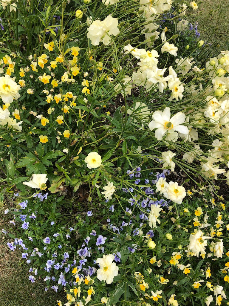 f:id:chikusan_rhot:20210625224731j:image f:id:chikusan_rhot:20210625224731j:image