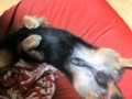 20120103175337