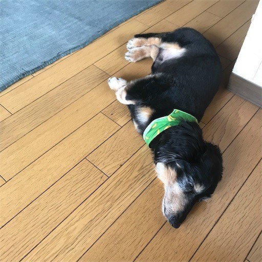 f:id:chikuwansai:20190520175851j:image f:id:chikuwansai:20190520175851j:image