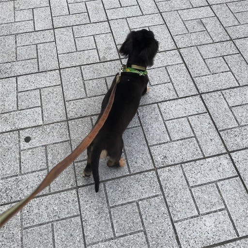 f:id:chikuwansai:20190727091806j:image