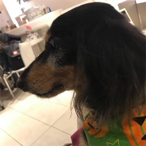 f:id:chikuwansai:20191005114833j:image