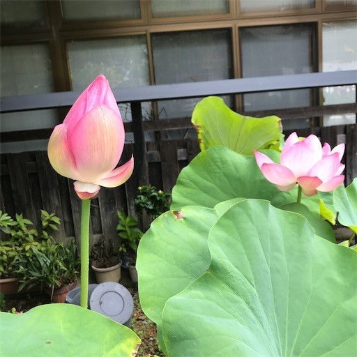 f:id:chikuwansai:20200813084833j:image f:id:chikuwansai:20200813084833j:image