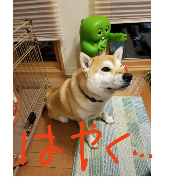 f:id:chikuwanwan1106:20190119200519j:image