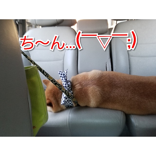 f:id:chikuwanwan1106:20190311233948j:image