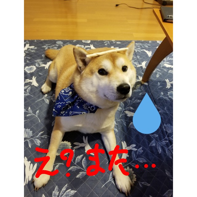 f:id:chikuwanwan1106:20190405205808j:image f:id:chikuwanwan1106:20190405205808j:image