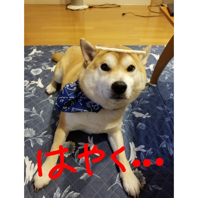 f:id:chikuwanwan1106:20190405205956j:image f:id:chikuwanwan1106:20190405205956j:image
