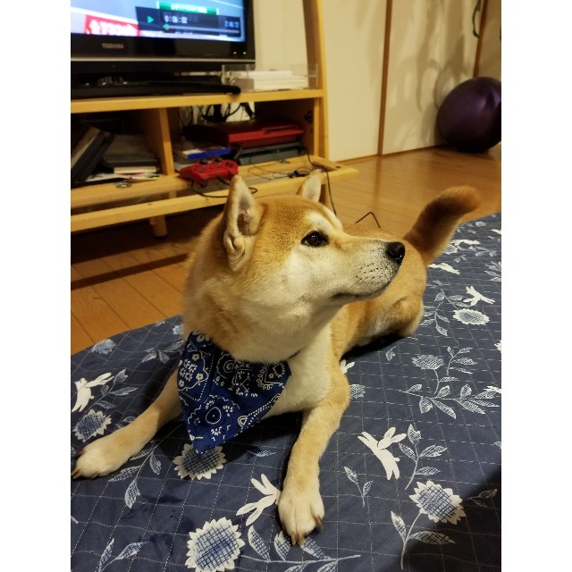f:id:chikuwanwan1106:20190425215233j:image f:id:chikuwanwan1106:20190425215233j:image