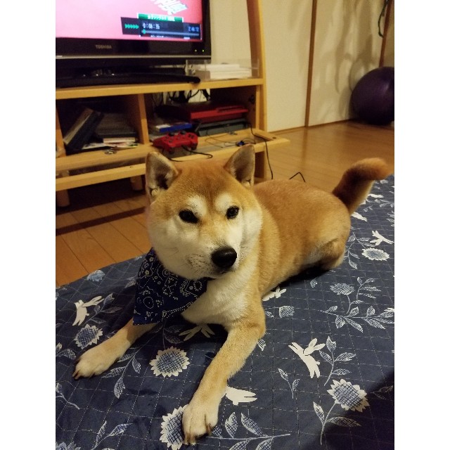 f:id:chikuwanwan1106:20190425215252j:image f:id:chikuwanwan1106:20190425215252j:image