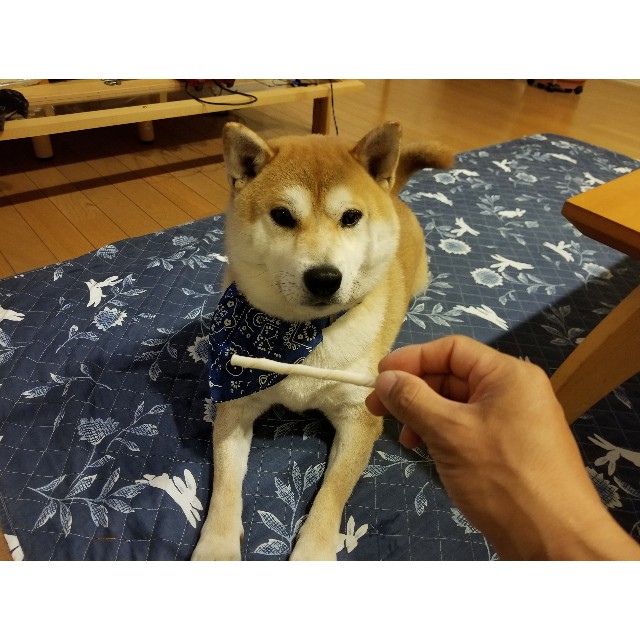 f:id:chikuwanwan1106:20190425215336j:image f:id:chikuwanwan1106:20190425215336j:image