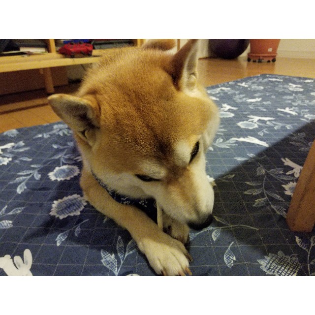 f:id:chikuwanwan1106:20190425215402j:image f:id:chikuwanwan1106:20190425215402j:image