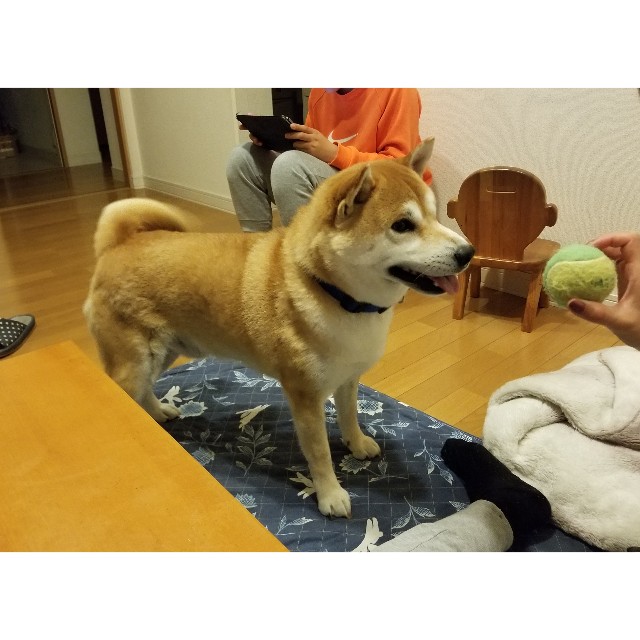f:id:chikuwanwan1106:20190425215555j:image f:id:chikuwanwan1106:20190425215555j:image