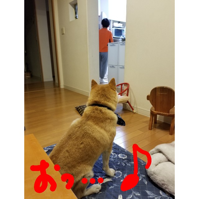 f:id:chikuwanwan1106:20190425223756j:image f:id:chikuwanwan1106:20190425223756j:image
