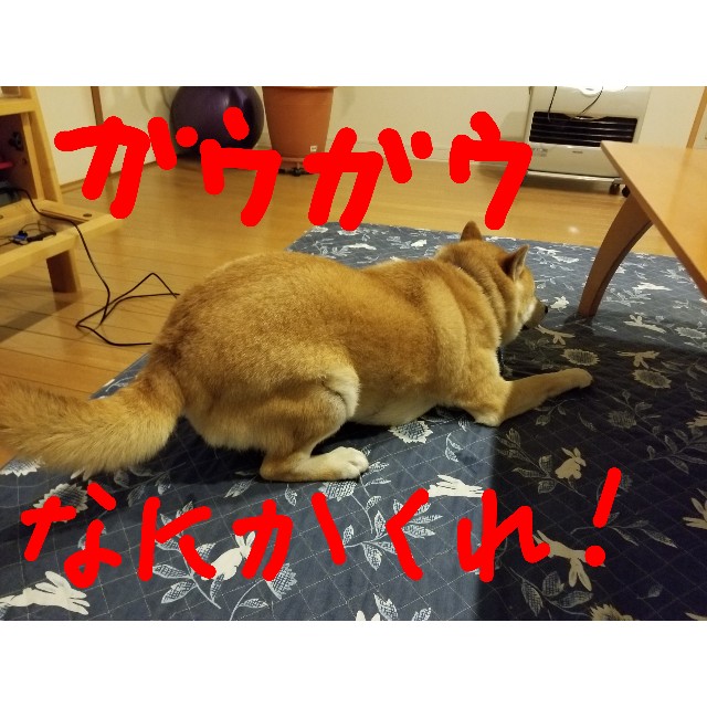 f:id:chikuwanwan1106:20190425224418j:image f:id:chikuwanwan1106:20190425224418j:image