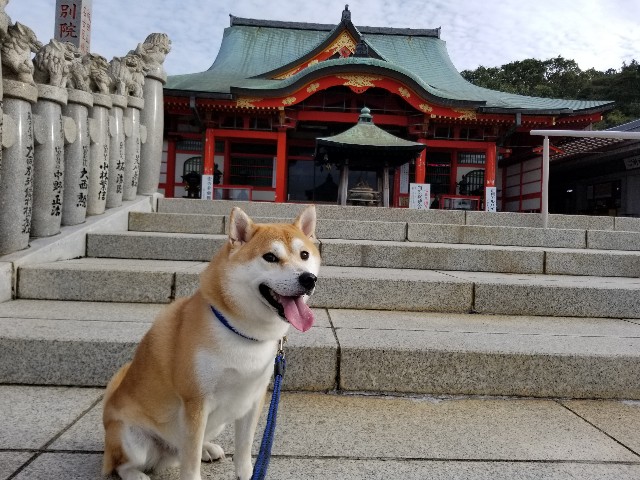 f:id:chikuwanwan1106:20191001224038j:image f:id:chikuwanwan1106:20191001224038j:image
