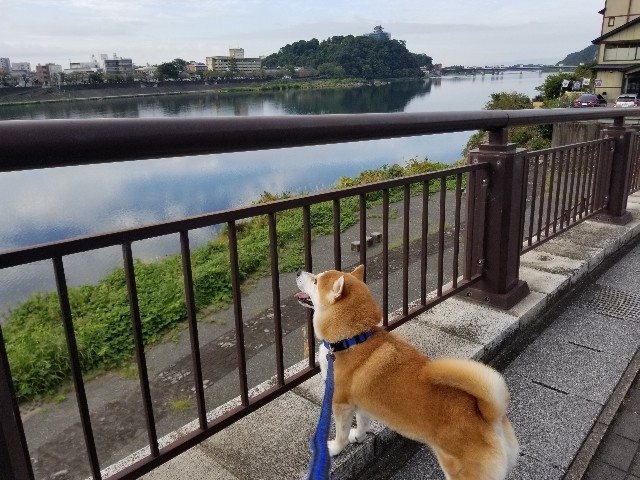 f:id:chikuwanwan1106:20191001233112j:image f:id:chikuwanwan1106:20191001233112j:image