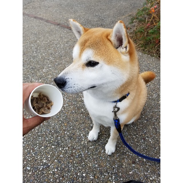 f:id:chikuwanwan1106:20191224111538j:image f:id:chikuwanwan1106:20191224111538j:image