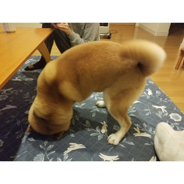 f:id:chikuwanwan1106:20191224195522j:image f:id:chikuwanwan1106:20191224195522j:image
