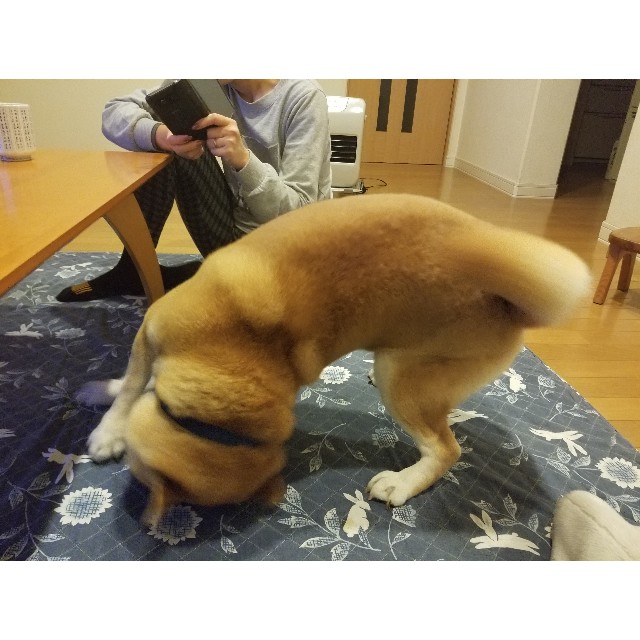 f:id:chikuwanwan1106:20191224195629j:image f:id:chikuwanwan1106:20191224195629j:image