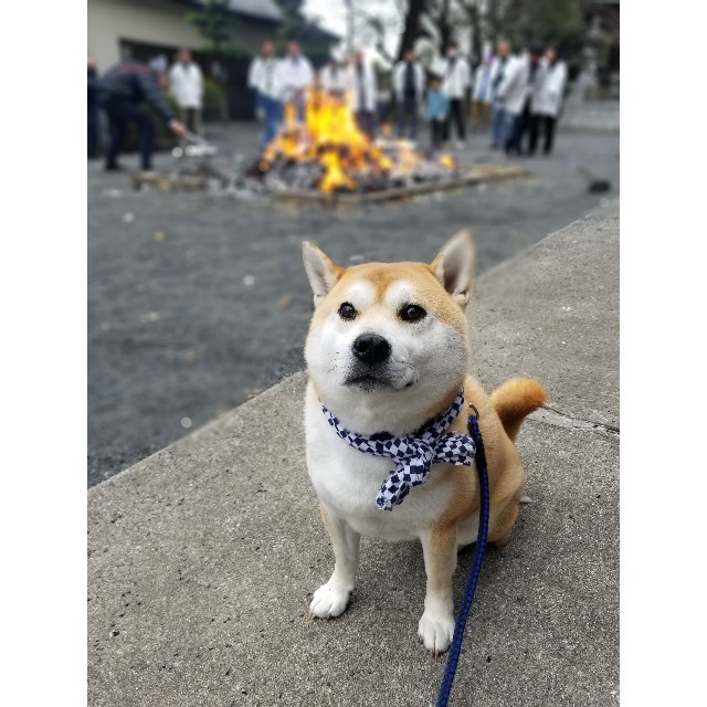 愛 地球博記念公園に行こう 柴犬ちくわのここ掘れワンワン 愛 地球博記念公園に行こう 柴犬ちくわのここ掘れワンワン