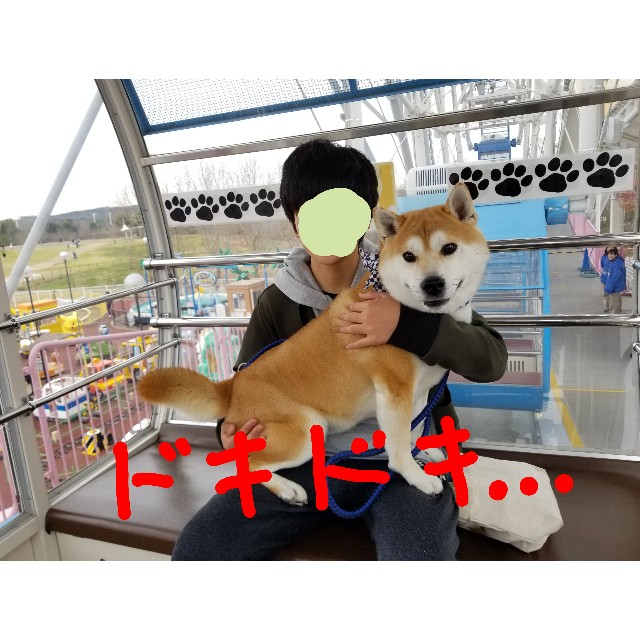 愛 地球博記念公園に行こう 柴犬ちくわのここ掘れワンワン 愛 地球博記念公園に行こう 柴犬ちくわのここ掘れワンワン