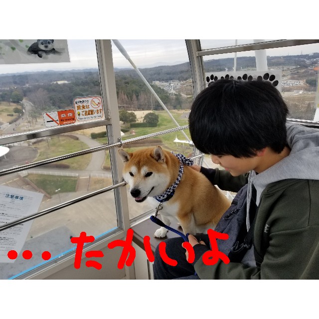 愛 地球博記念公園に行こう 柴犬ちくわのここ掘れワンワン 愛 地球博記念公園に行こう 柴犬ちくわのここ掘れワンワン