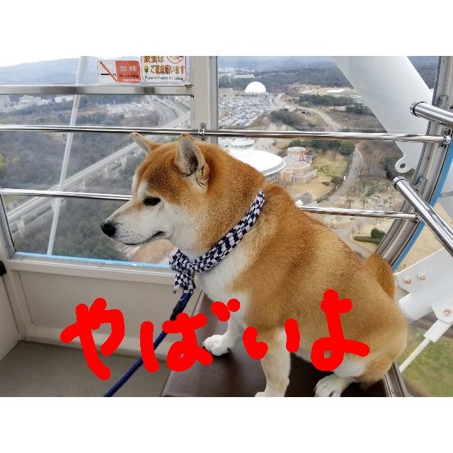 愛 地球博記念公園に行こう 柴犬ちくわのここ掘れワンワン 愛 地球博記念公園に行こう 柴犬ちくわのここ掘れワンワン