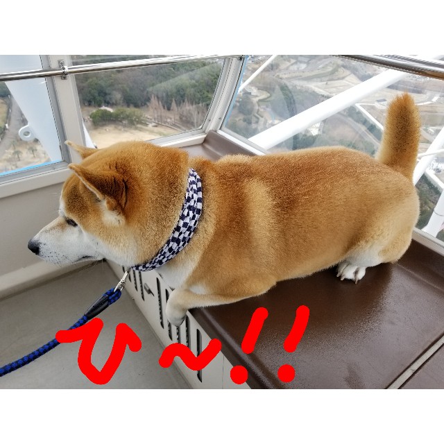 愛 地球博記念公園に行こう 柴犬ちくわのここ掘れワンワン 愛 地球博記念公園に行こう 柴犬ちくわのここ掘れワンワン