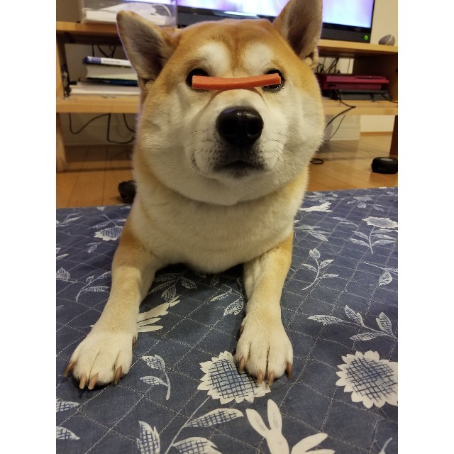 f:id:chikuwanwan1106:20200214232614j:image