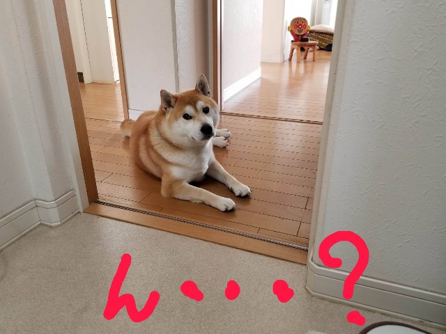 f:id:chikuwanwan1106:20200510094057j:image