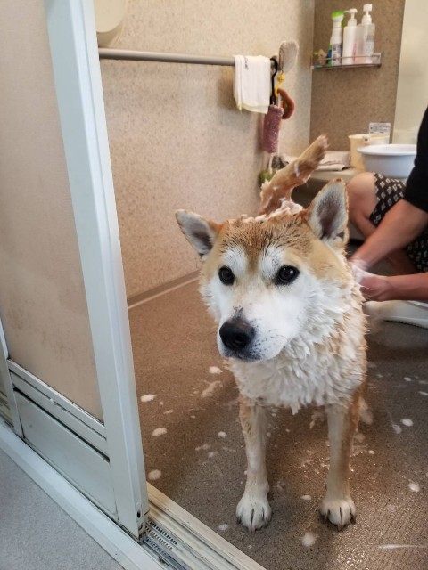 f:id:chikuwanwan1106:20200510094648j:image