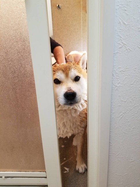 f:id:chikuwanwan1106:20200510094659j:image